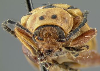 Media type: image; Entomology 18749   Aspect: head frontal view
